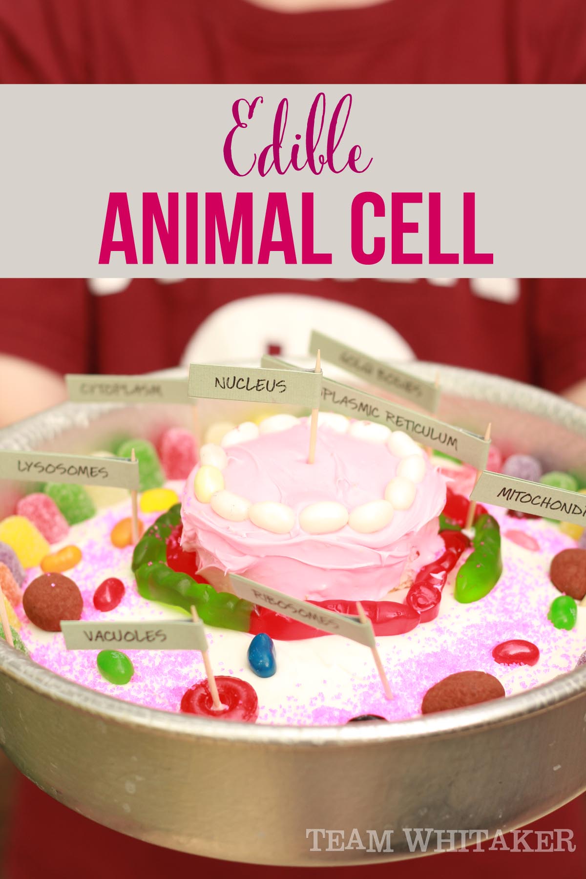 Have a middle schooler who has to recreate an edible animal cell? Grab a cake mix, some candy and frosting and call it done!